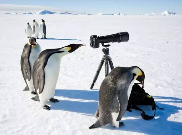 Penguins Try Photography    - Page 33