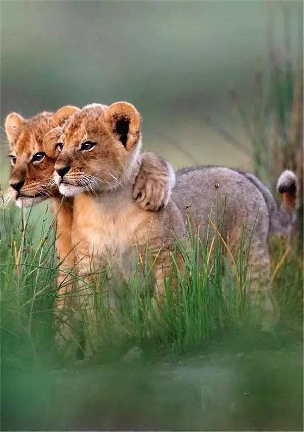 Lion Cubs Must Stay Pals    - Page 53