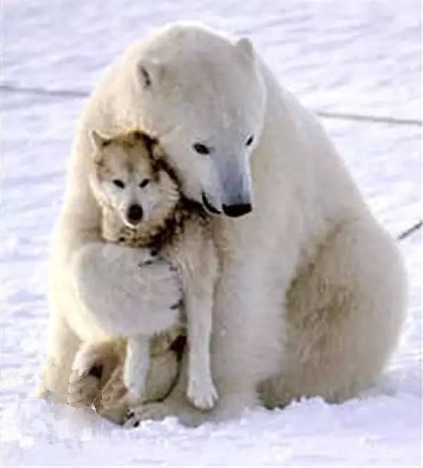 Polar Bear Hugs Wolf    - Page 55