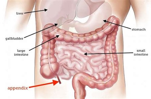 Gastrointestinal Tract - Page 1