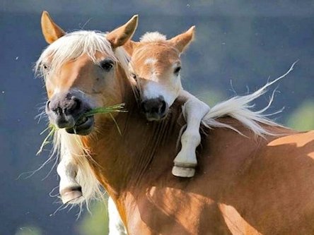 Pony and Foal  - Scene 1