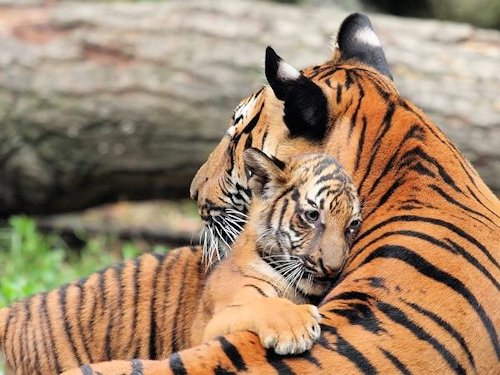 Bengal Tiger and Cub  - Scene 2