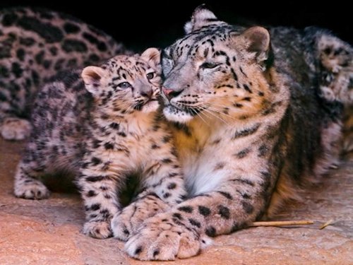 Leopard and Cub  - Scene 3