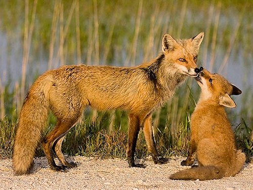 Fox and Cub  - Scene 8