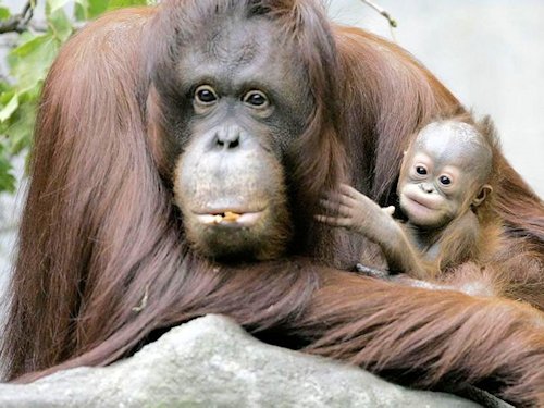 Orangutan and Baby  - Scene 10