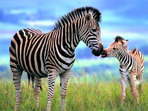 Zebra and Foal  - Scene 11