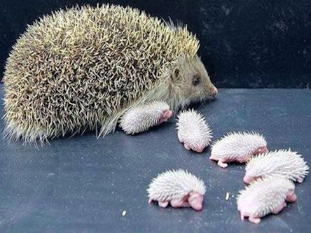 Hedgehog and Babies  - Scene 15