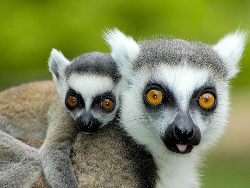 Lemur and Pup  - Scene 19