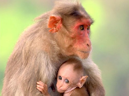 Monkey and Baby  - Scene 20