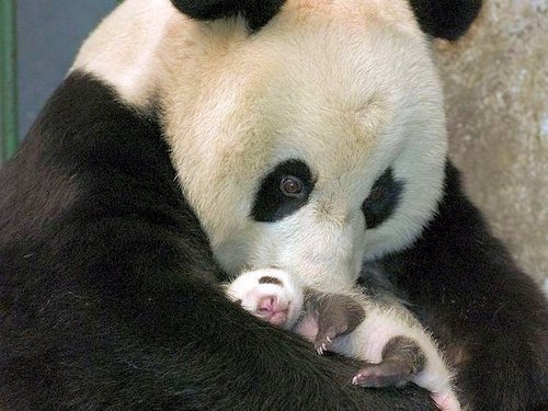 Panda and Cub  - Scene 21