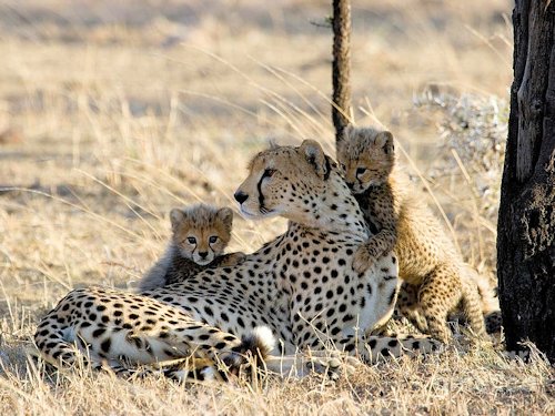 Cheetah and Cubs  - Scene 22