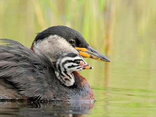 Red-necked Grebe and Chick  - Scene 27