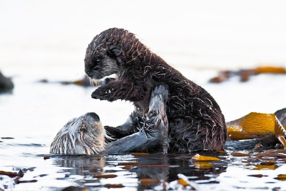 Sea Otter and Pup - Scene 29