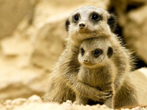 Meerkat and Pup  - Scene 30