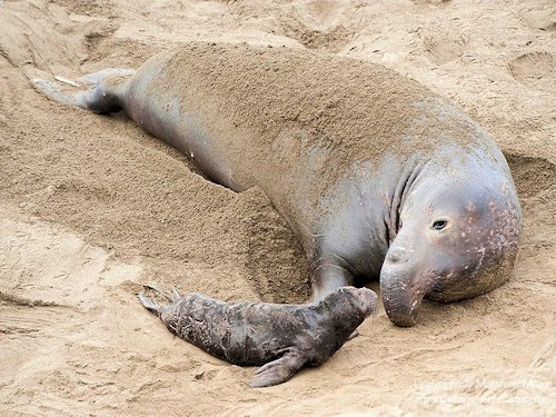 Elephant Seal and Pup  - Scene 36