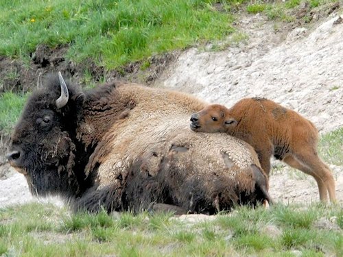 Bison and Calf  - Scene 40