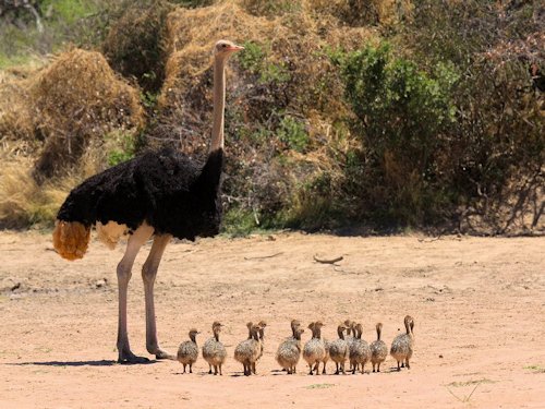 Ostrich and Chicks  - Scene 41