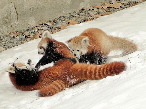 Red Panda and Cubs  - Scene 42