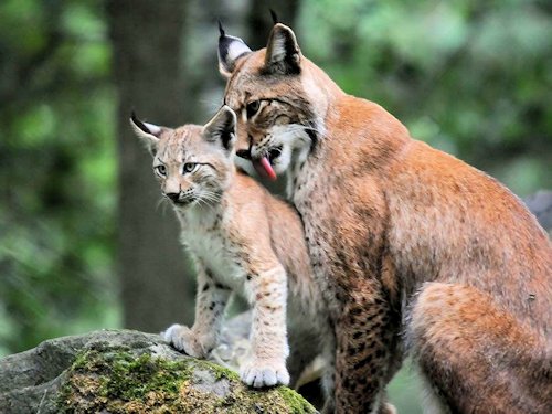 Lynx and Cub  - Scene 46