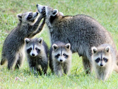 Racoon and Cubs  - Scene 49