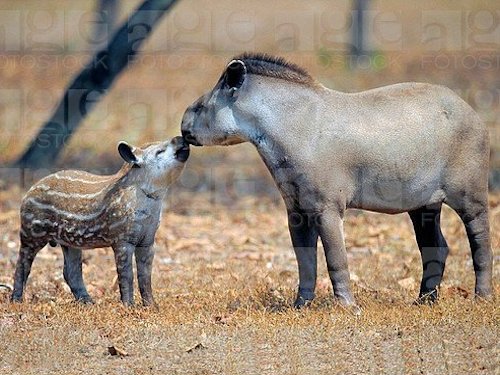 Tapir and Calf  - Scene 50