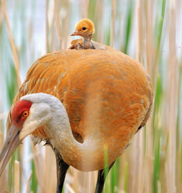 Sandhill Crane and Chick  - Scene 60