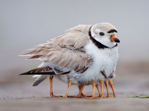 Piping Plover and Chick  - Scene 61