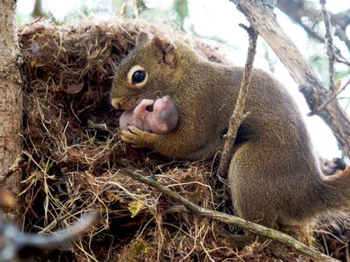 Red Squirrel and Pup  - Scene 64