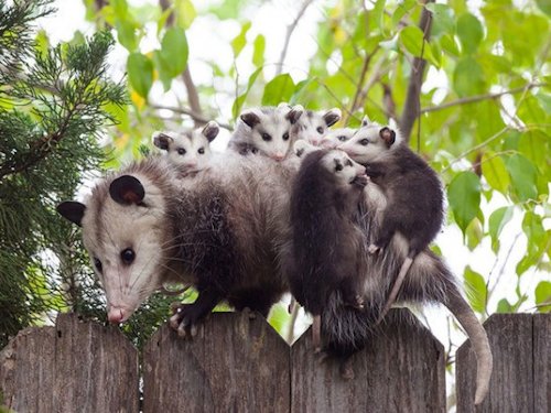 Opossum and Pups  - Scene 65