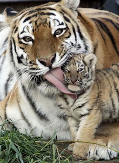 Bengal Tiger and Cub  - Scene 66