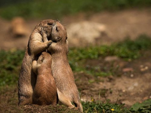 Prairie Dogs and Pup  - Scene 67
