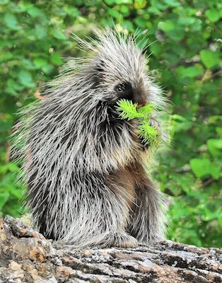 Porcupine 