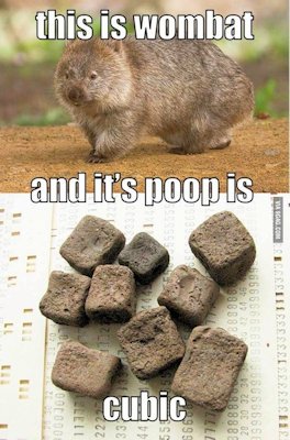 Wombat Poop 