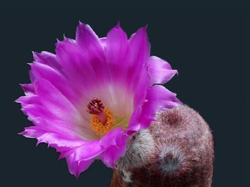 Echinocereus pectinatus 