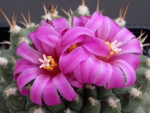 Parodia spaniosa 