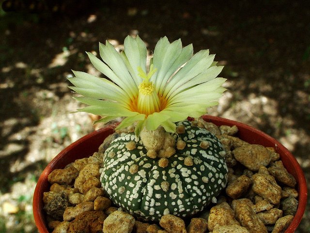 Rebutia poecilantha 