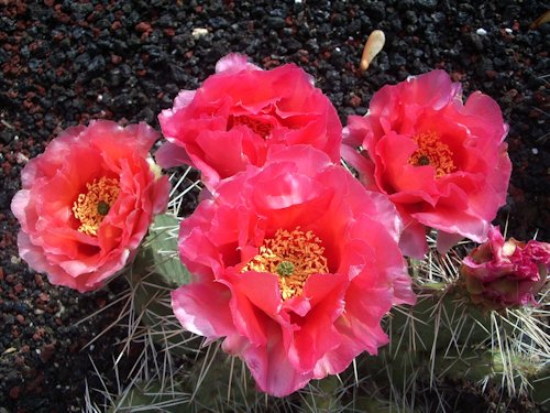 Opuntia polyacantha 