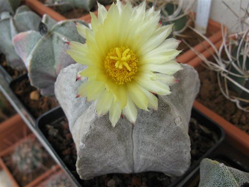 Astrophytum coahuilense 