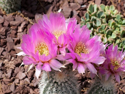 Echinocereus reichenbachii 