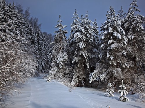 Snow Covered Trees - Scene 13
