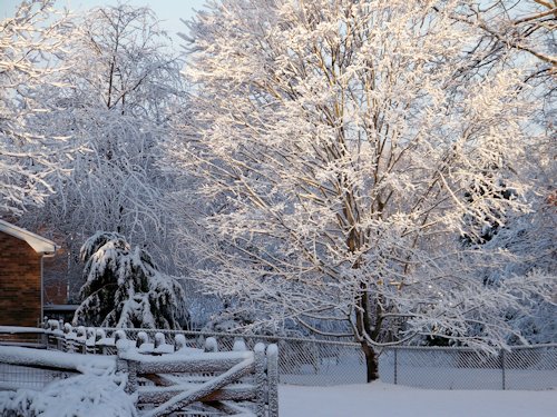 Snow Covered Trees - Scene 27