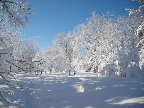 Snow Covered Trees - Scene 29