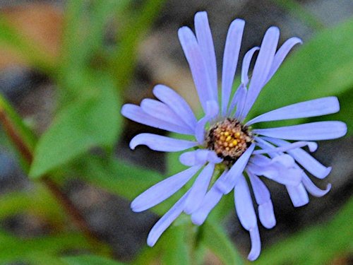 Leafybract Aster - Aster foliaceus 