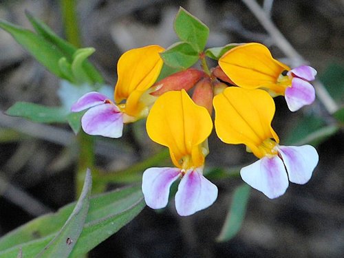 Leafybract Aster - Aster foliaceus 