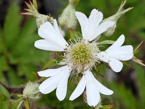 Evergreen Blackberry - Rubus laciniatus  