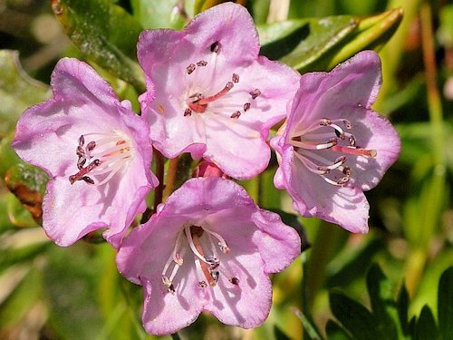 Western Bog-Laurel  - Kalmia microphylla  