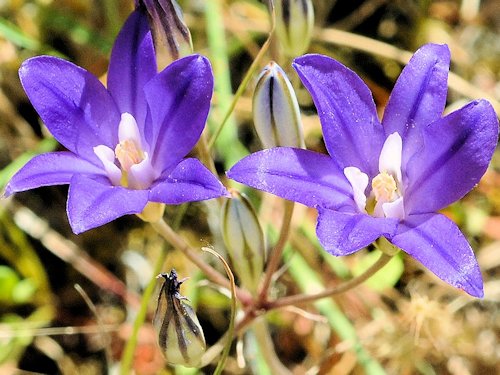 Elegant Brodiaea - Brodiaea elegans 