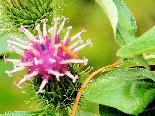 Common Burdock - Arctium minus 