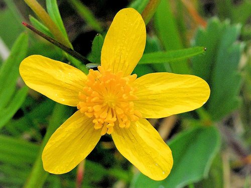 Sagebrush Buttercup - Ranunculus glaberrimus 