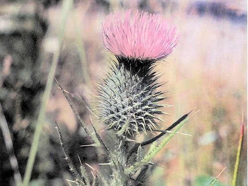 Bull Thistle - Cirsium vulgare 